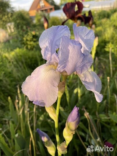 Ирисы
