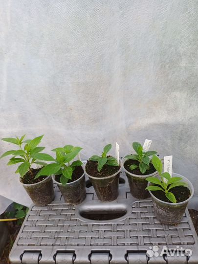 Мини опт гортензий