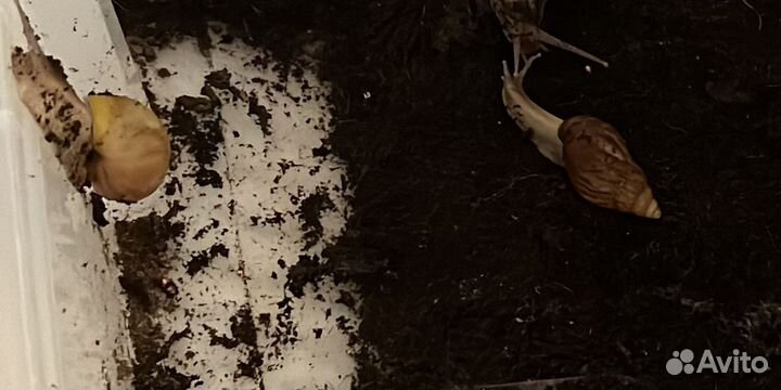 Улитки ахатины