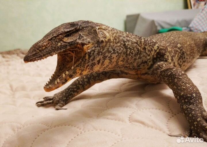 Чучело варана