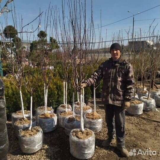 Плодовые деревья и саженцы