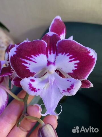 Орхидея фаленопсис Tinkerbells Kizz, Big Lip