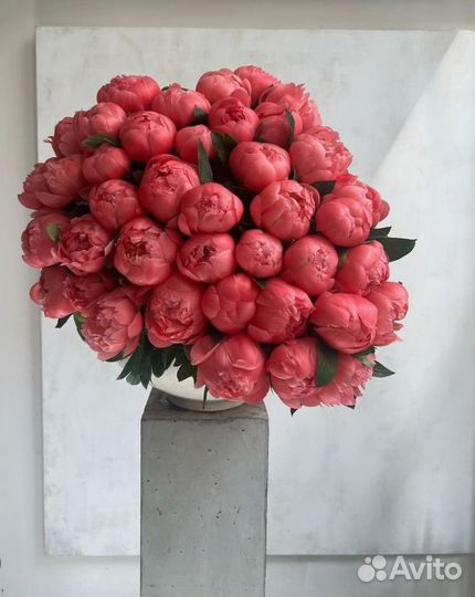 Пионы оптом