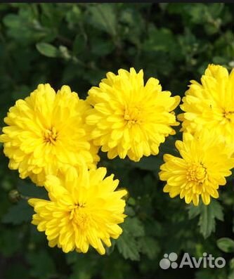 Хризантемы желтая, розовая, Хоста, Нарциссы