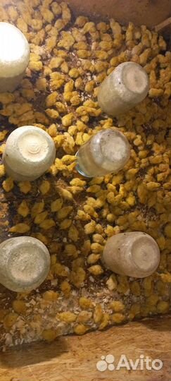 Инкубационное яйцо перепелов