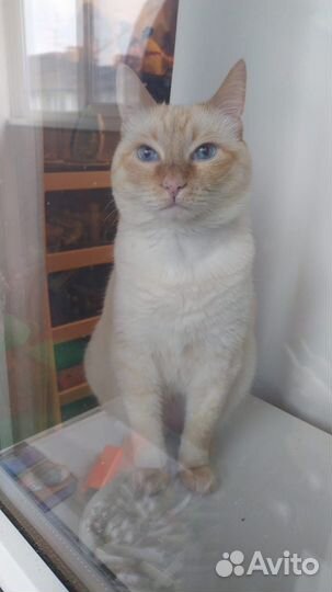 Кот в семью в добрые руки