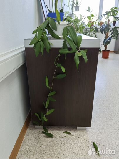 Хойя cagayanensis