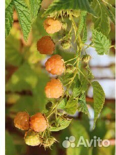 Малина желтая