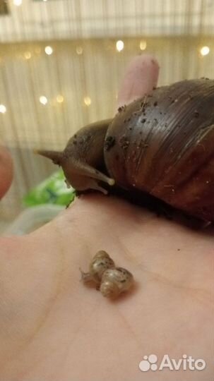 Улитки ахатины бесплатно