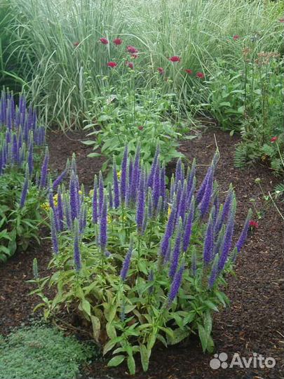 Цветы многолетники