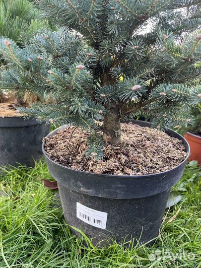 Пихта гибридная Дискус,с 10