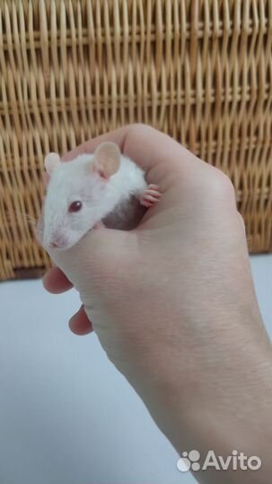 Крыса дамбо