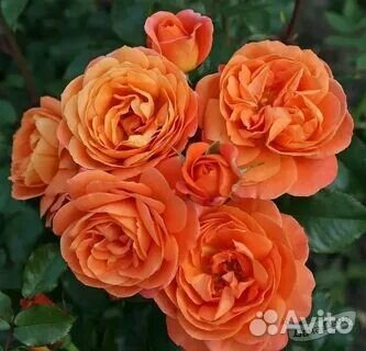 Роза Феникс