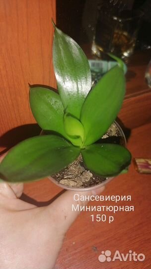 Сансевиерия сортовая
