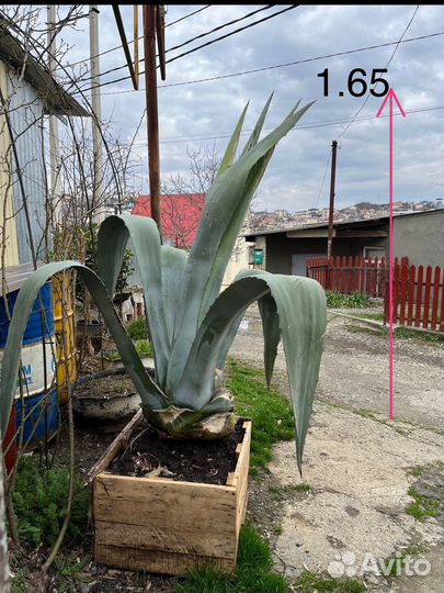 Агава голубая, 1.55-60 высота от корня