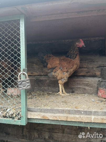 Петухи 4 месяцы Кучинские