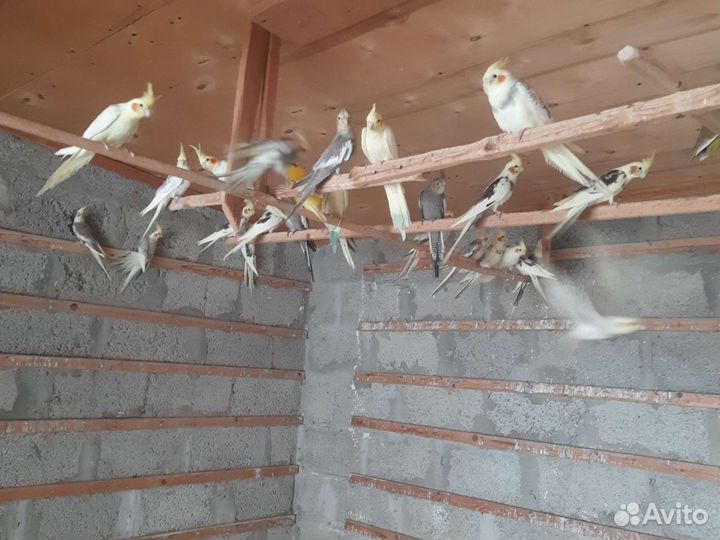 Попугай карелла оптом и в розницу