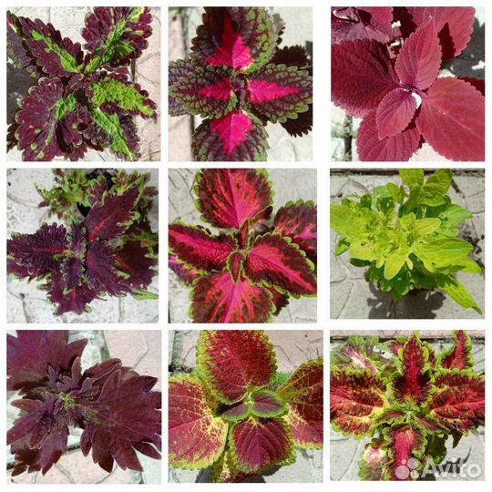 Вегетативные колеусы