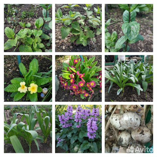 Цветы многолетние