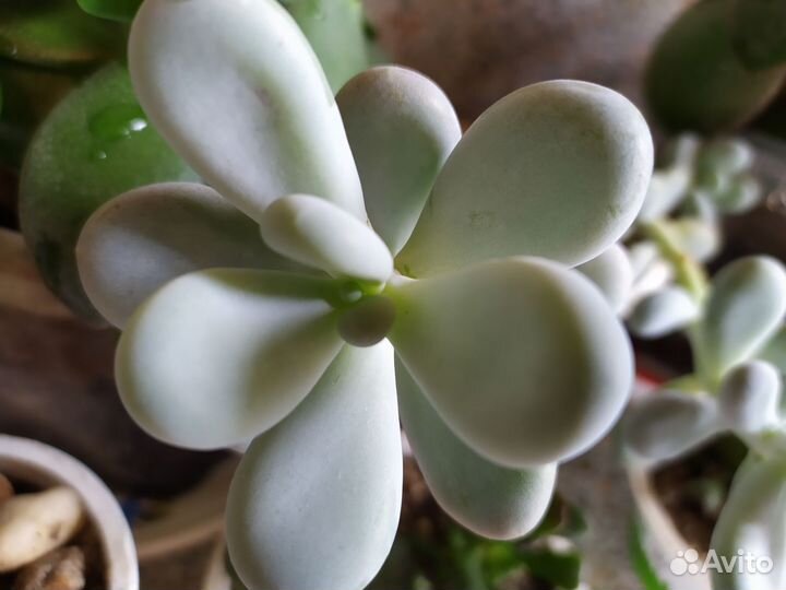 Суккуленты и кактус