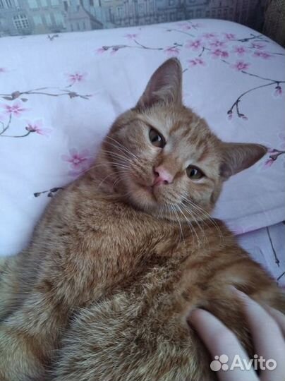 Коты и кошки