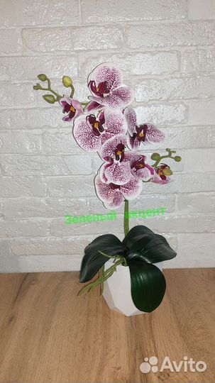 Орхидеи