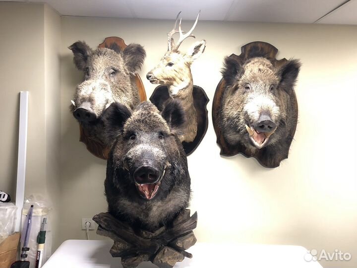 Чучело кабан косуля зверь