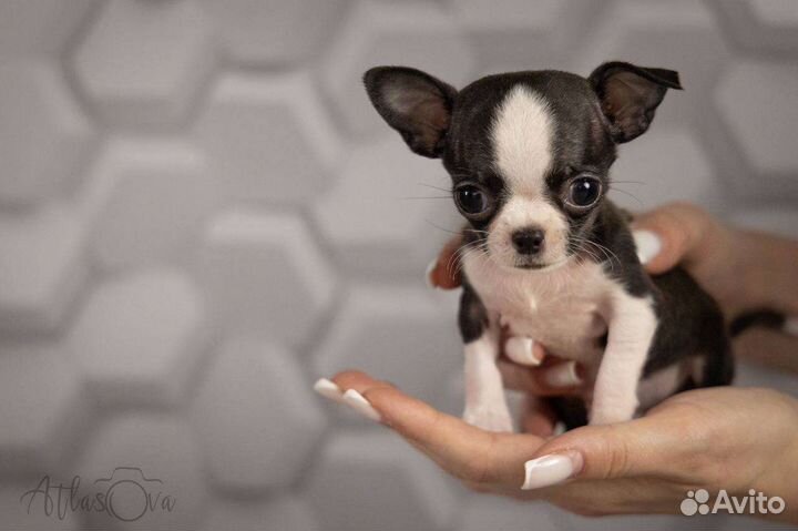 Микро Чиппи