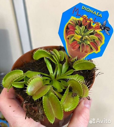 Дионея, Венерина мухоловка