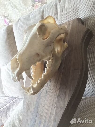 Череп матёрого волка