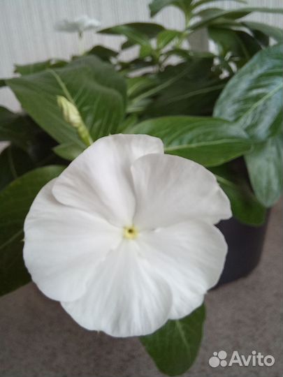 Комнатные цветы катарантус