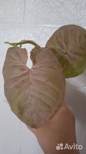 Сингониумы