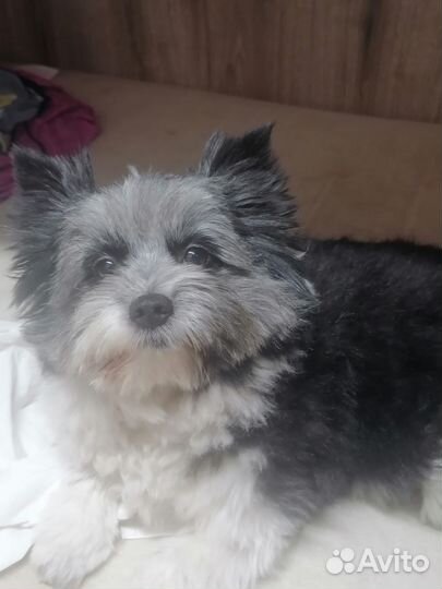 Продаю собаку