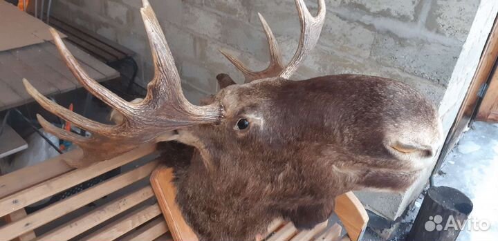 Чучело головы лося