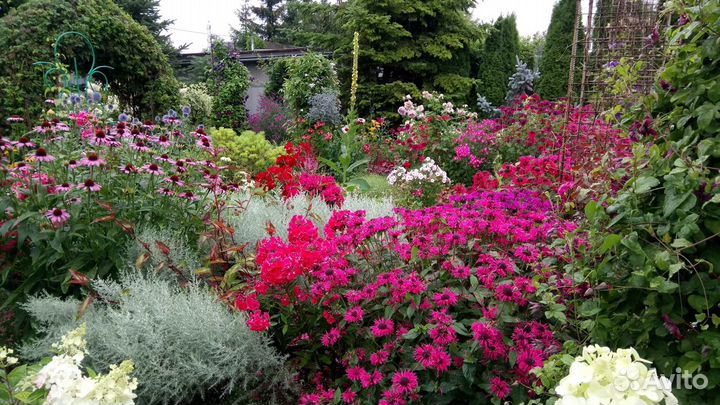 Девичий виноград-лиана