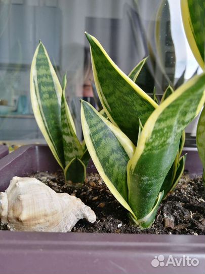 Сансевиерия