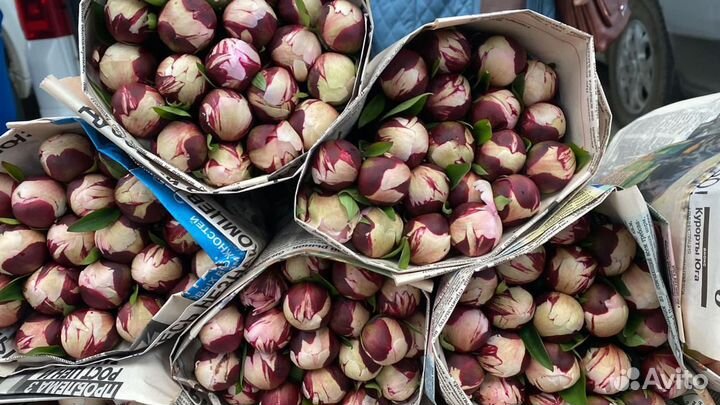 Пионы цветы букеты