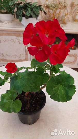 Пеларгония герань
