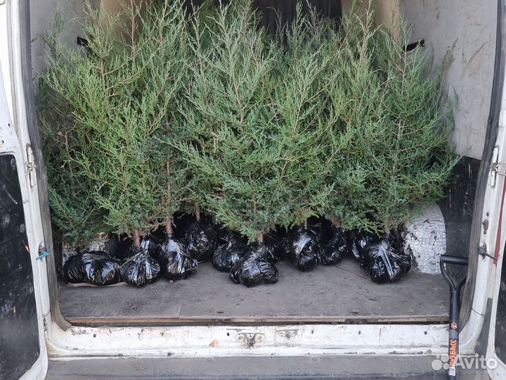 Можжевельник виргинский