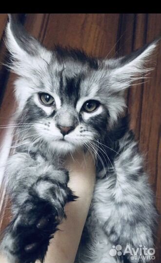 Мейнкун полидакты котята и вязка