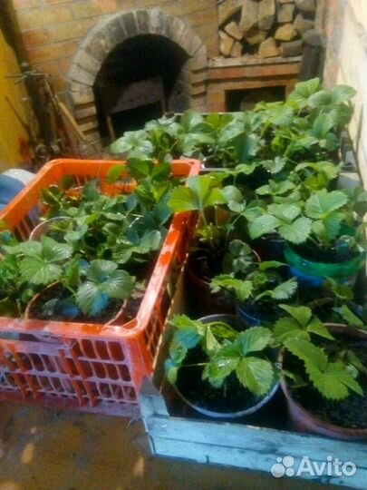 Виктория сорт альбион, Азия,Сирия