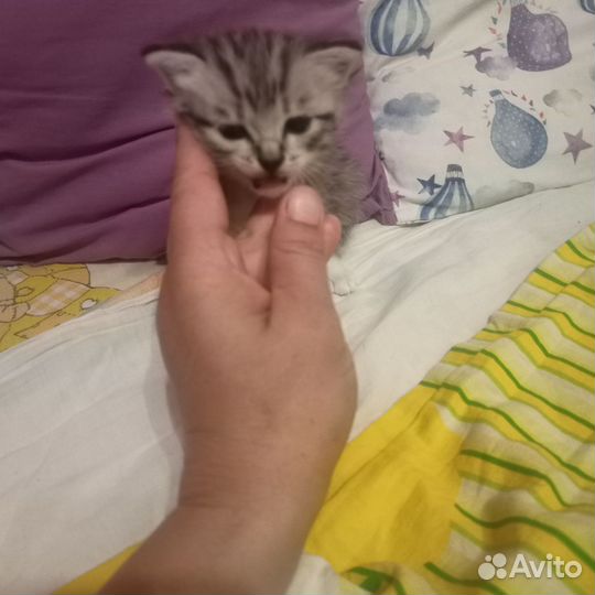 Кошки породистые бесплатно