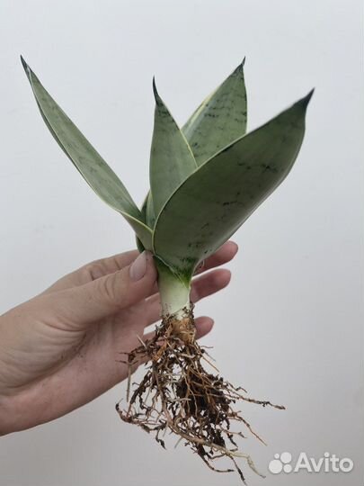 Сансевиерия ханни крем