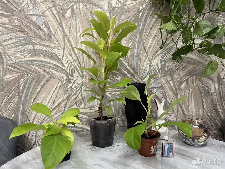 Филодендрон