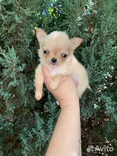 Чихуахуа мини мальчик