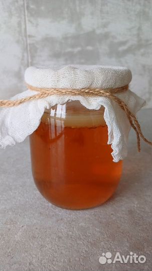 Чайный гриб комбуча