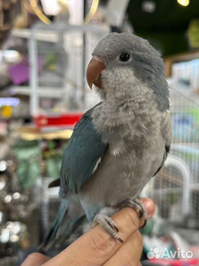 Попугаи калита монах