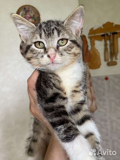 Котенок полосатик Лана в добрые руки