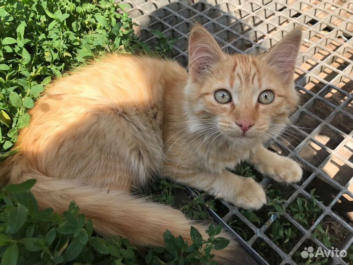 Котенок, мальчик, 4-5 мес