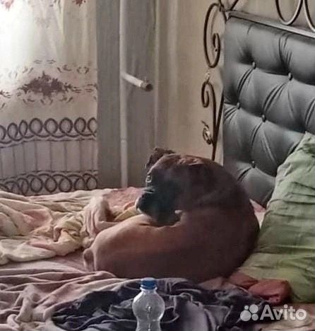 Отдам в добрые руки